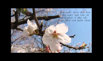 Còn Thấy Mặt Người - Cẩm Vân